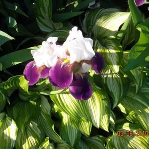 Meet your Posher, Rita